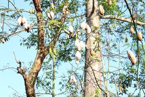 Kapok tree