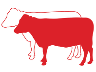 Beef Breeding
