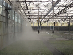 Misting system producing fine fog in a greenhouse