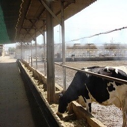 Horse Stables, Agistment centres, Race day stables, Boarding Kennels, Piggeries, Animal breeders, feedlots, poultry farm, Zoo enclosures, Dairies. Misting systems help protect your livestock from heat stress.