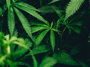 Medicinal Cannabis Humidification With Misting