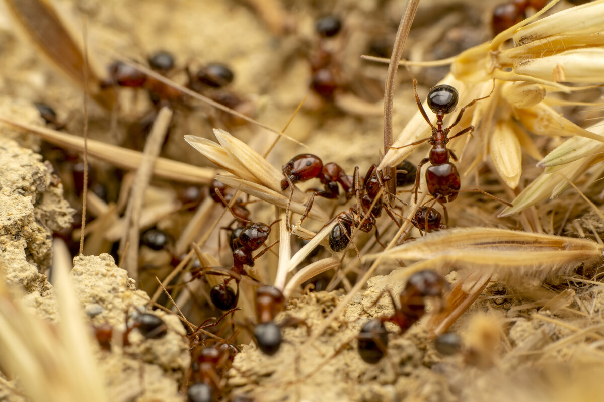 Pest control Cairns Rental vacate All Pest Control Cairns