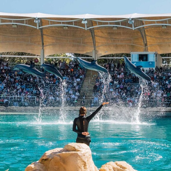 Dolphins and Trainer performing at Sea World