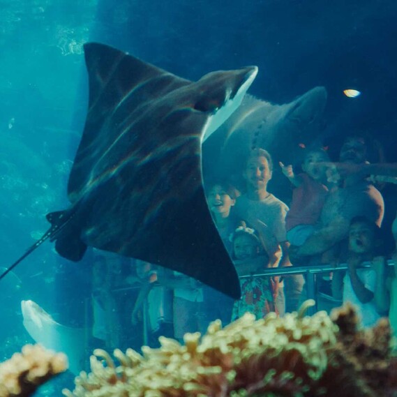Tourists watching a stingray at an aquarium