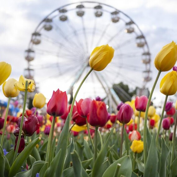 Close-up shot of Tulips against an unfocused Ferris Wheel background