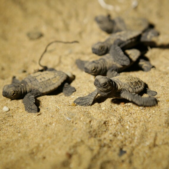 Baby turtles walking on the sand