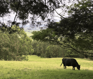 cow grazing in paddock below cottage