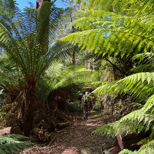 Mount Worth State Park walking trail through the lush ferns