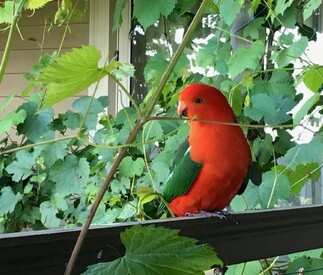 King Parrot looking for food