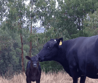 cow and calf in tree sheltered area