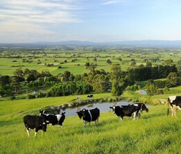 South Yarragon views of cattle in paddocks