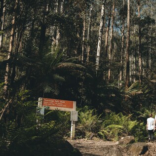 Toorongo Falls 3km walking trail