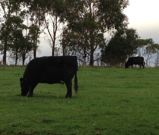 cows in the mist