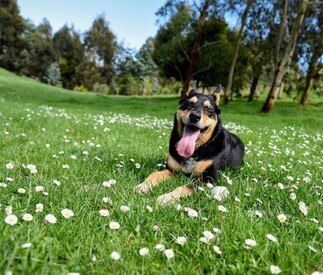 happy Kelpie