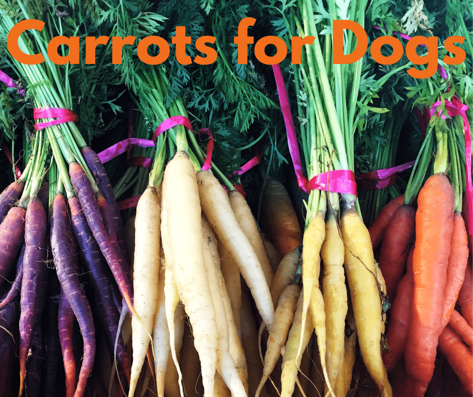 Carrots for dogs Pawsitive Connection