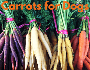 Carrots for dogs