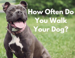 How Often Do You Walk Your Dog?