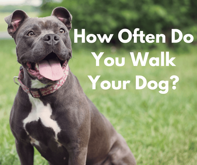 How Often Do You Walk Your Dog? Pawsitive Connection