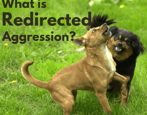 What is Redirected Aggression in Dogs?