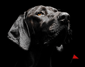 Guarantees in Dog Training Outcomes