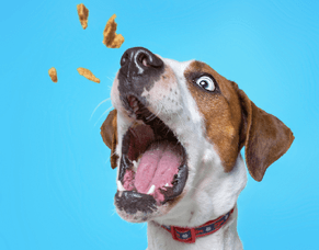 Treat Recommendations for Training