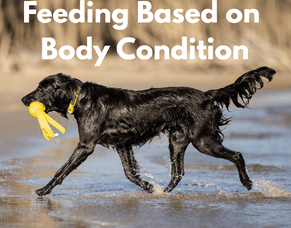 Feeding Based on Body Condition