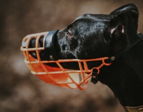 The Misunderstood Muzzle