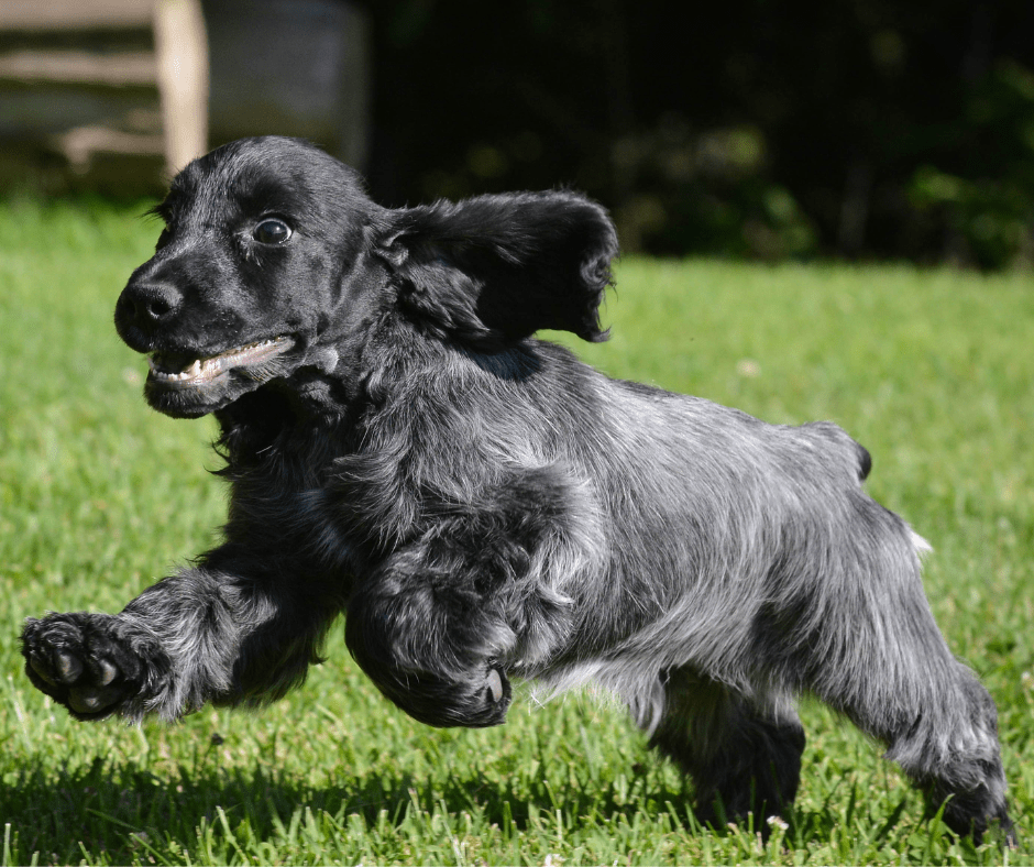 Growth Plates and Puppy Exercise Pawsitive Connection