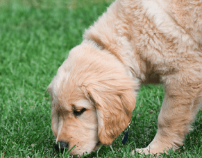 Displacement Behaviours