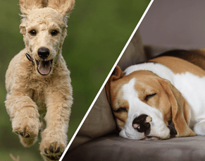 Physical Exercise and Downtime