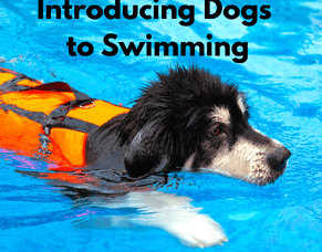 Introducing Dogs to Swimming