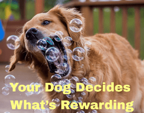 Your Dog Decides What&#039;s Rewarding