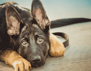 Feeding Challenges in Adolescent Dogs