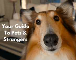 Pets and Strangers