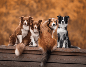 Adding A New Dog To The Family