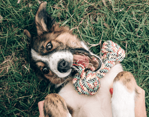 What is &#039;Puppy License&#039; - and has your young dog run out of it?