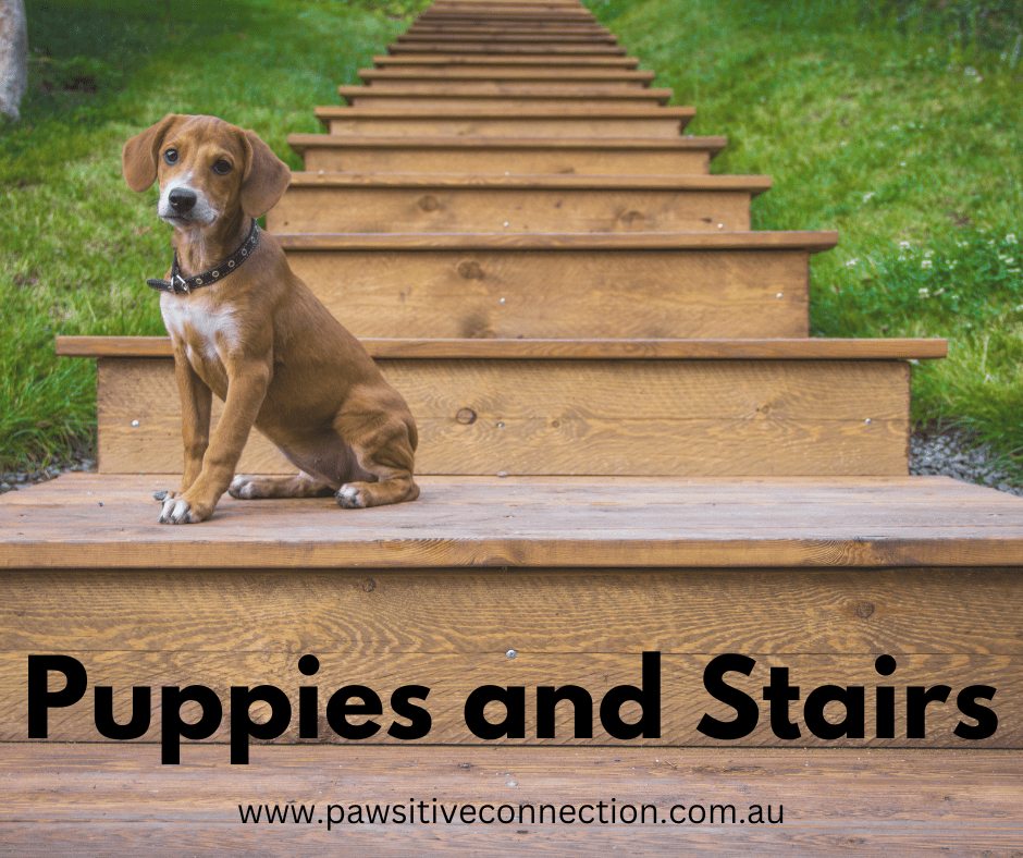 Puppies and Stairs Pawsitive Connection