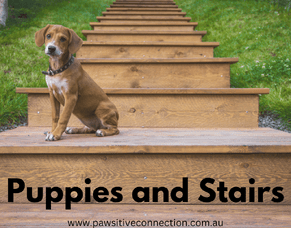 Puppies and Stairs