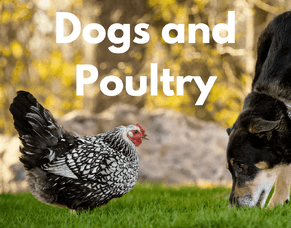 Dogs and Chickens
