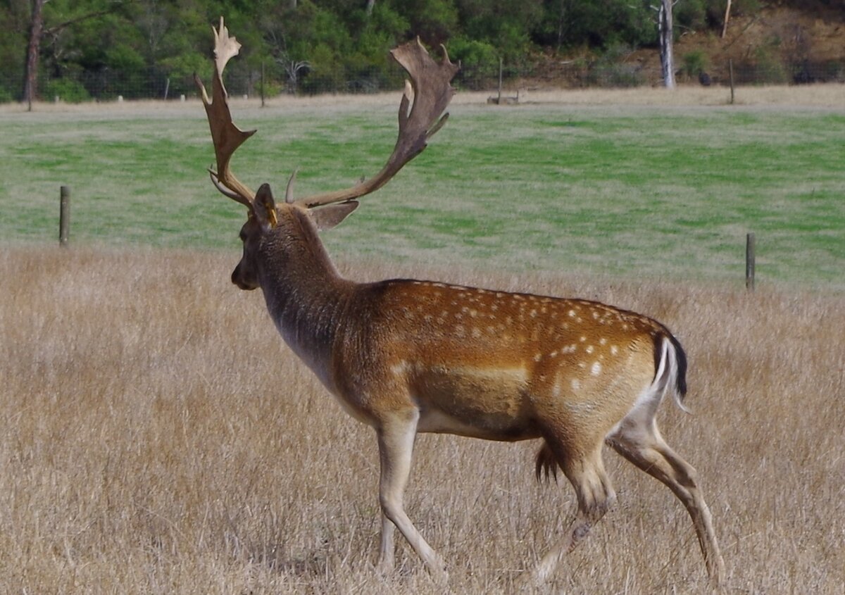 Terramirra Park Deer Farm 