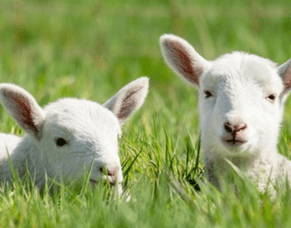 10 Things about Sheep Your Teachers Probably Didn't Tell You