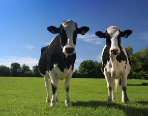 Why do cows die suddenly? 5 Causes of Sudden Death in cows.