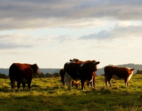 What is Bovine Tuberculosis?