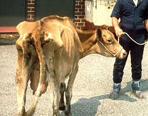 What is Bovine Johne's Disease?