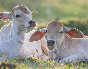 White Muscle Disease in Cattle