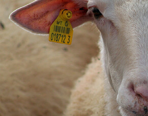 What is Ovine Johne's Disease (OJD)?