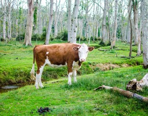 Bovine Tuberculosis: Diagnosis, Treatment and Management