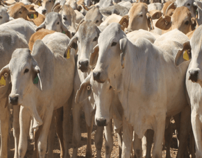Cattle export statistics