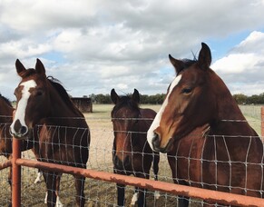 Why Did My Horse Die Suddenly? 5 Causes of Sudden Death in Horses