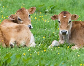 What is Bovine Respiratory Disease? Part 1: Symptoms